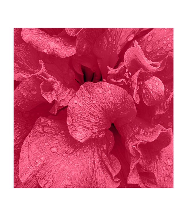 Akustisk bilde "Viva Magenta Flower"  - i en elegant aluminiumsramme