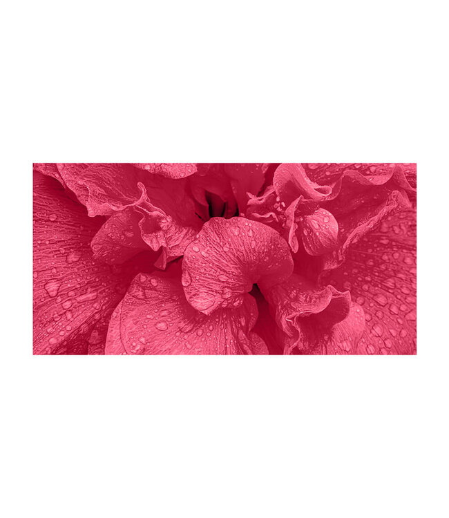 Akustikbild "Viva Magenta Flower" - in einem eleganten Aluminiumrahmen