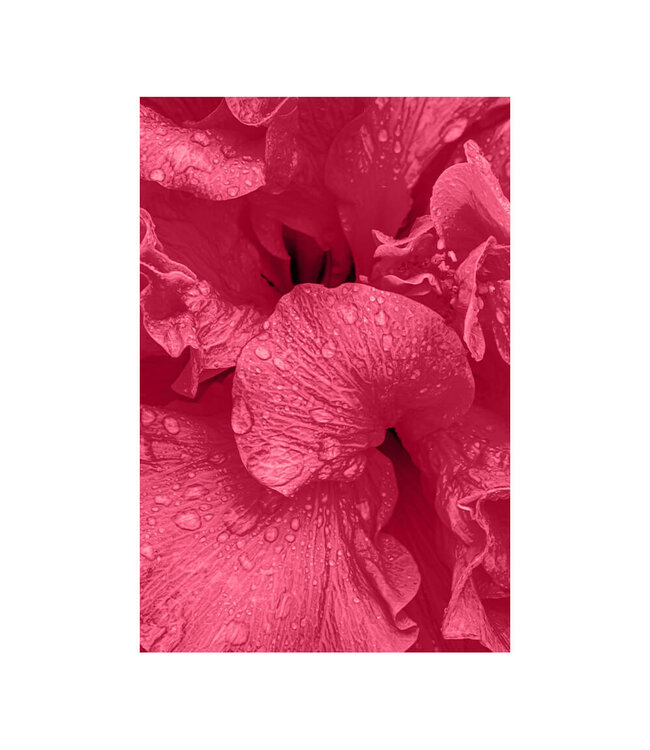 Akustisk bilde "Viva Magenta Flower"  - i en elegant aluminiumsramme