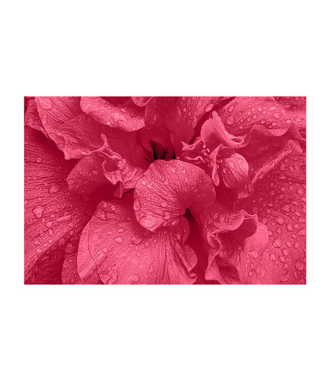 Akustikbild "Viva Magenta Flower" - in einem eleganten Aluminiumrahmen