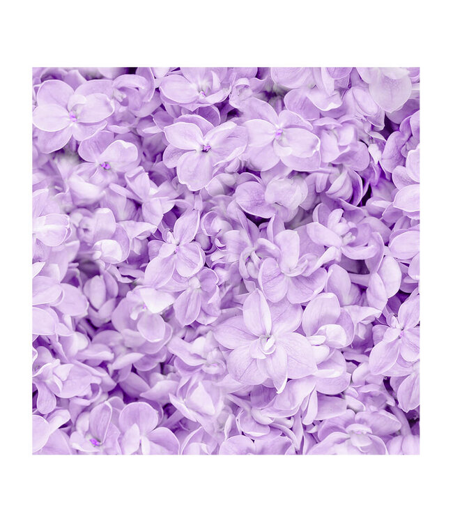 Akustikbild "Lilac Flower" - in einem eleganten Aluminiumrahmen