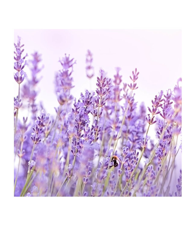 Acoustic picture "Lavender Flower"- in an elegant aluminum frame