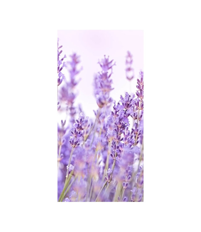 Akustikbild "Lavender Flower" - in einem eleganten Aluminiumrahmen
