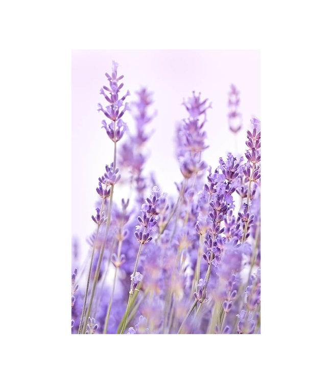 Akustikbild "Lavender Flower" - in einem eleganten Aluminiumrahmen