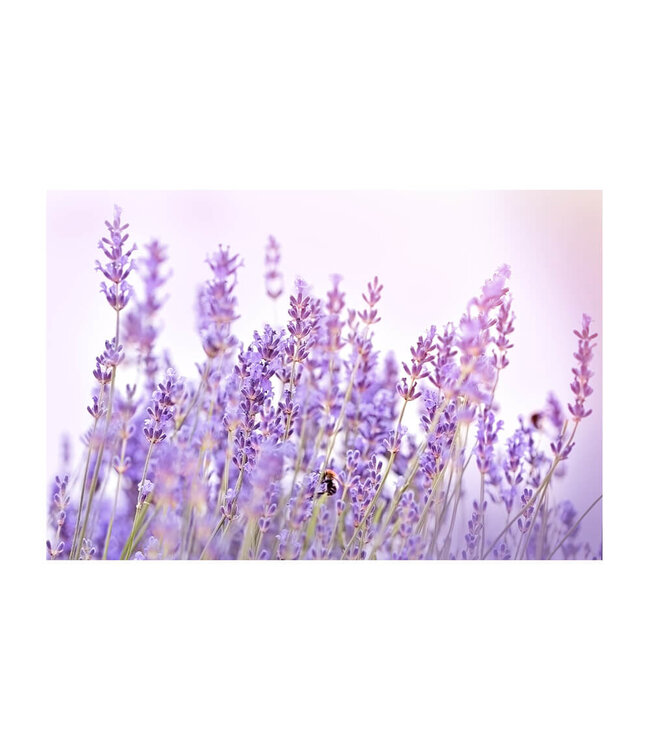 Akustisk bilde "Lavender Flower"- i en elegant aluminiumsramme