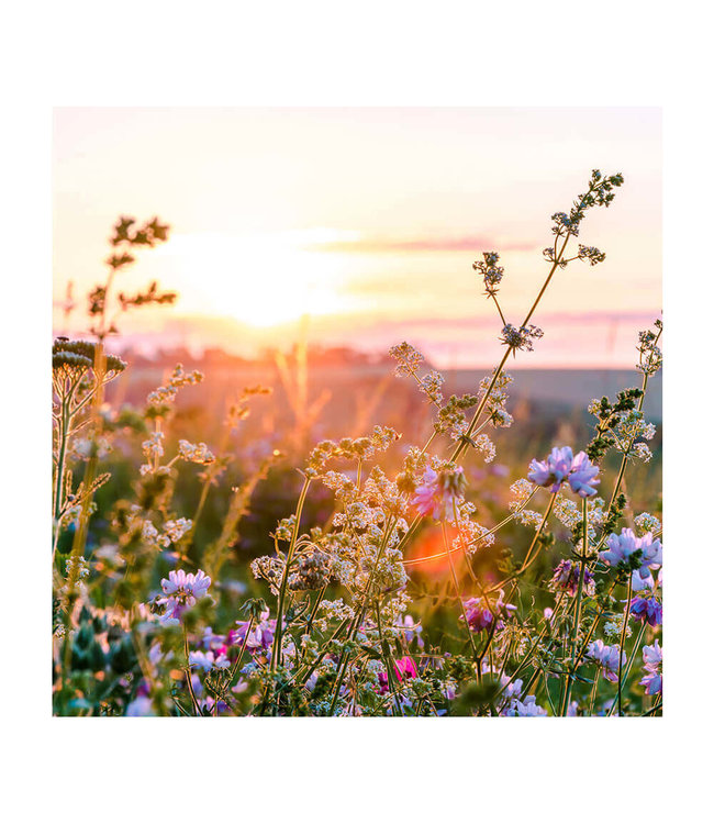 Akustikbild "Wildflowers" - in einem eleganten Aluminiumrahmen