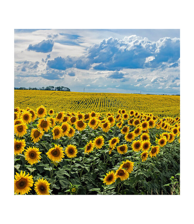 Akustisk bilde "Sunflowers" i en elegant aluminiumsramme
