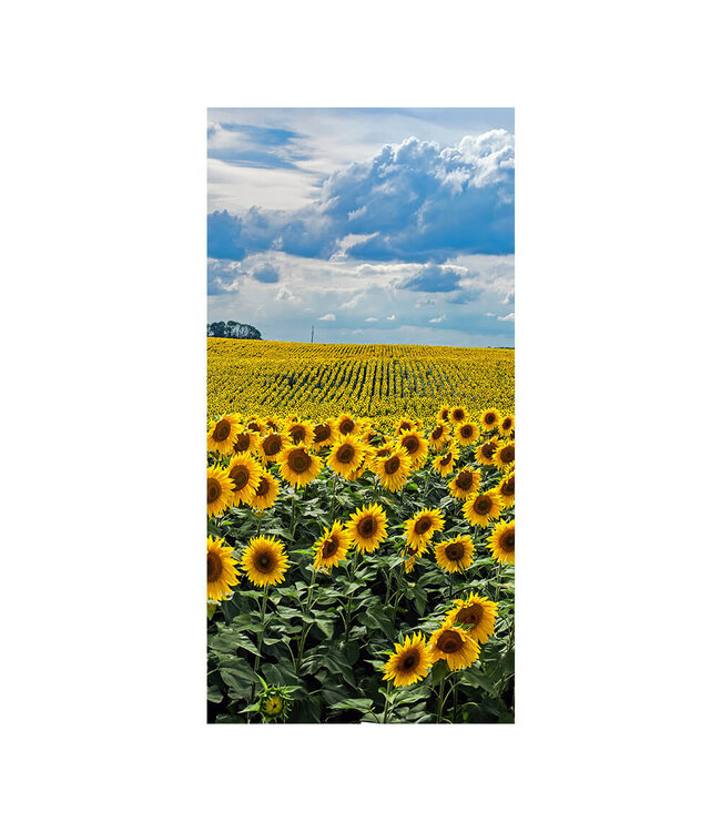Akustisk bilde "Sunflowers" i en elegant aluminiumsramme