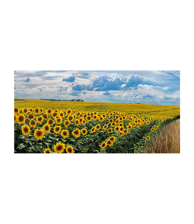 Acoustic picture "Sunflowers"- in an elegant aluminum frame