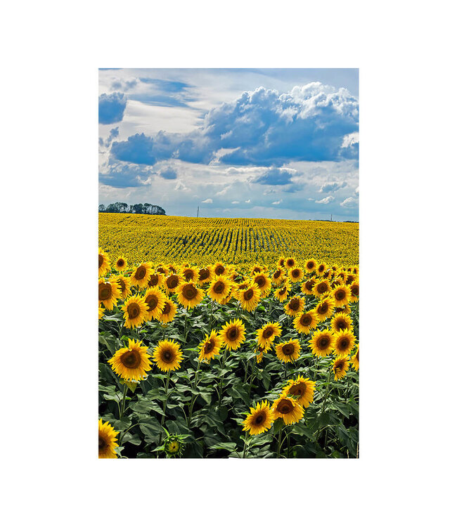 Acoustic picture "Sunflowers"- in an elegant aluminum frame
