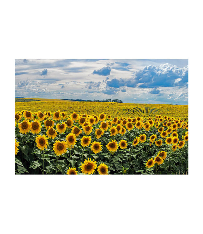 Acoustic picture "Sunflowers"- in an elegant aluminum frame