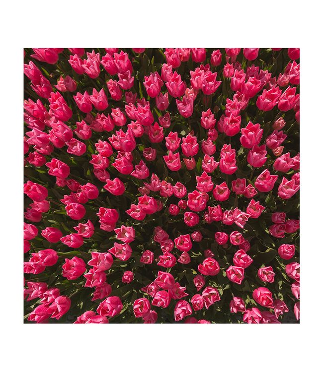 Acoustic picture "Magenta tulip field"- in an elegant aluminum frame