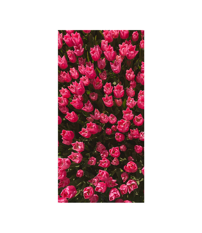 Acoustic picture "Magenta tulip field"- in an elegant aluminum frame
