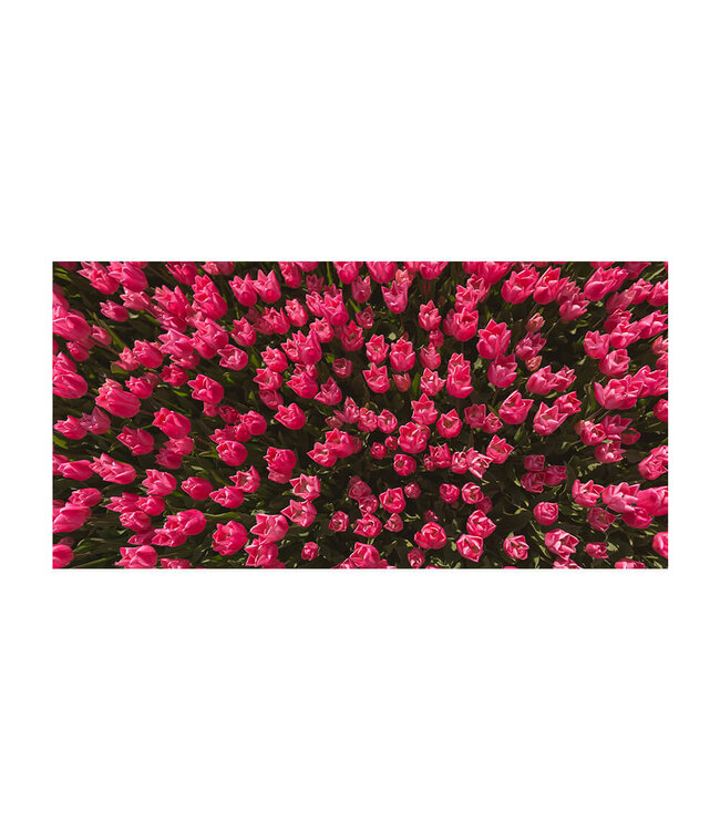 Acoustic picture "Magenta tulip field"- in an elegant aluminum frame