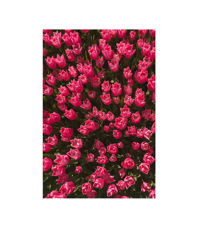 Acoustic picture "Magenta tulip field"- in an elegant aluminum frame