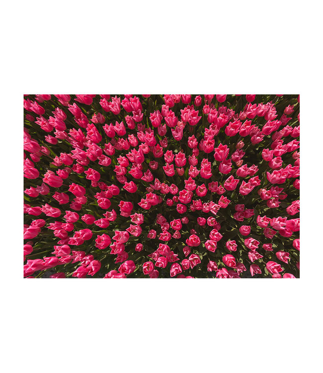 Acoustic picture "Magenta tulip field"- in an elegant aluminum frame