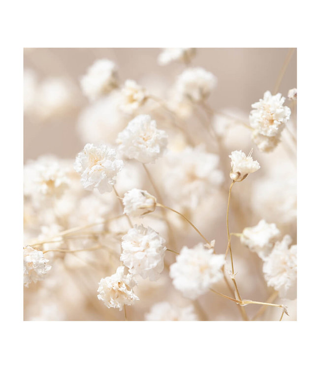 Acoustic picture "Gypsophila"- in an elegant aluminum frame