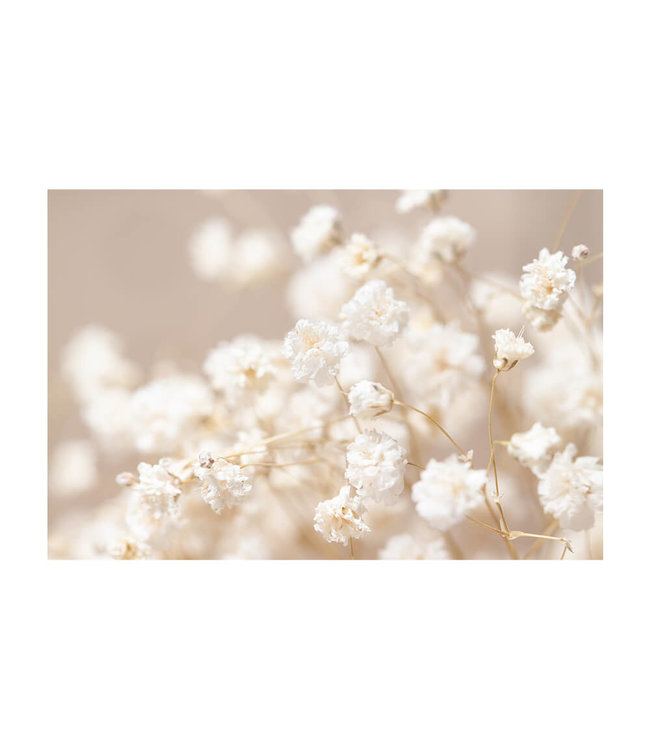 Akustikbild &quot;Gypsophila&quot; - in einem eleganten Aluminiumrahmen