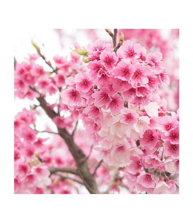 Akustikbild "Cherry Blossom" - in einem eleganten Aluminiumrahmen