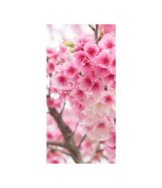 Acoustic picture "Cherry Blossom"- in an elegant aluminum frame