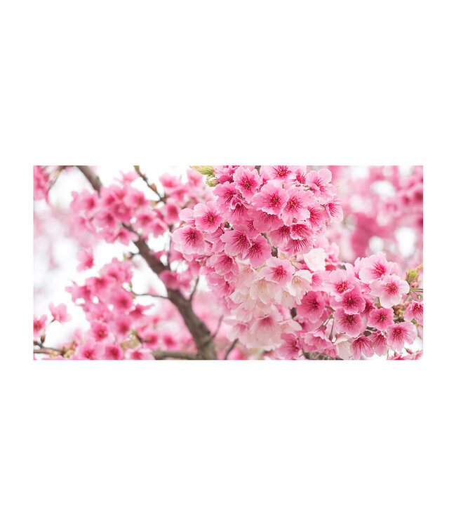Acoustic picture "Cherry Blossom"- in an elegant aluminum frame