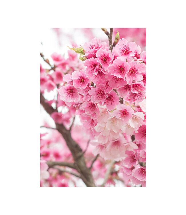 Akustikbild "Cherry Blossom" - in einem eleganten Aluminiumrahmen