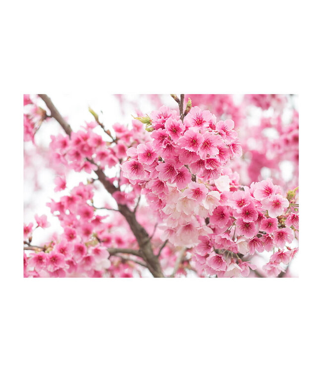 Akustisk bilde "Cherry Blossom" i en elegant aluminiumsramme