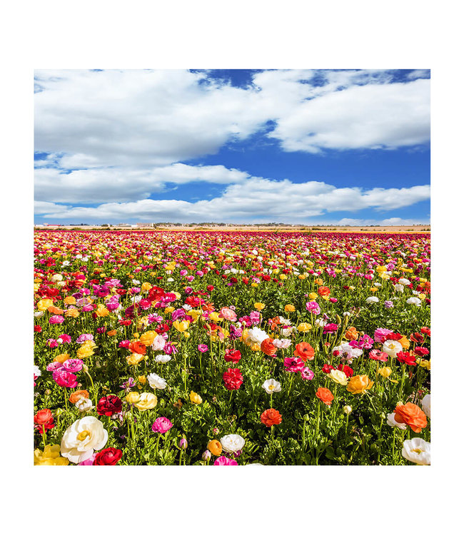 Acoustic picture "Buttercup field"- in an elegant aluminum frame