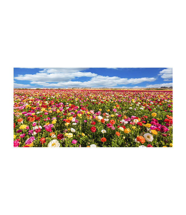 Akustikbild "Buttercup field" - in einem eleganten Aluminiumrahmen