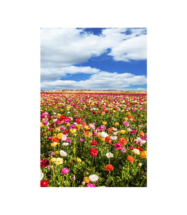 Akustisk bilde "Buttercup field" i en elegant aluminiumsramme