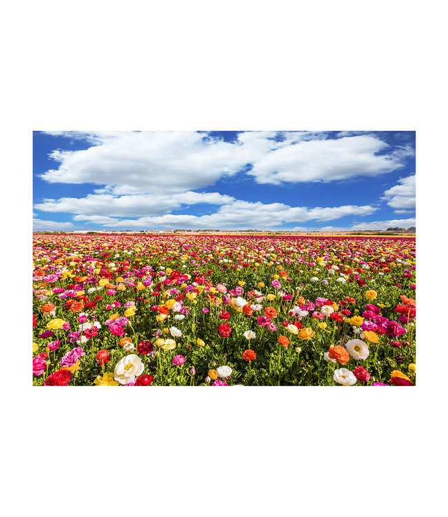 Akustikbild "Buttercup field" - in einem eleganten Aluminiumrahmen