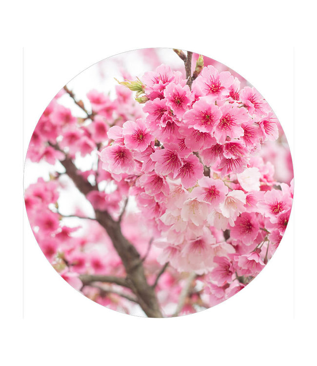 Round acoustic picture "Cherry Blossom"- in an elegant aluminum frame
