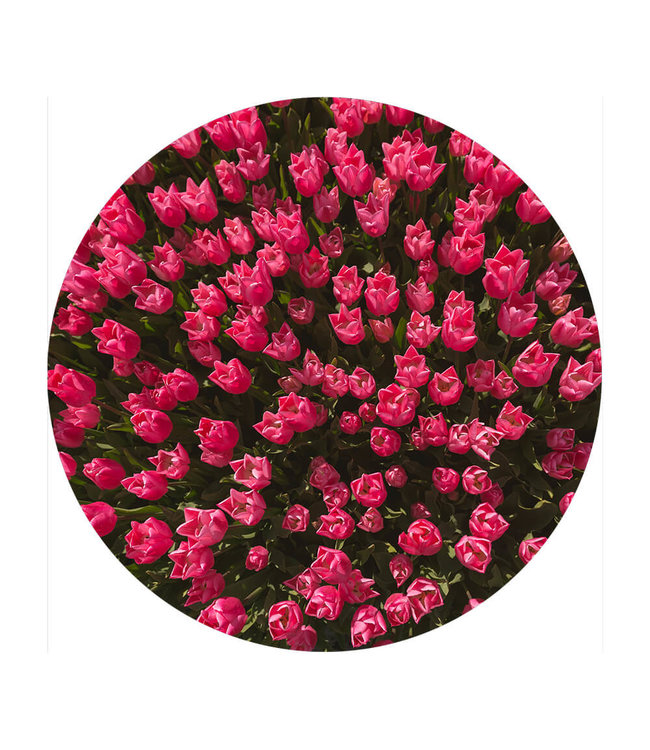 Round acoustic picture "Magenta tulip field"- in an elegant aluminum frame