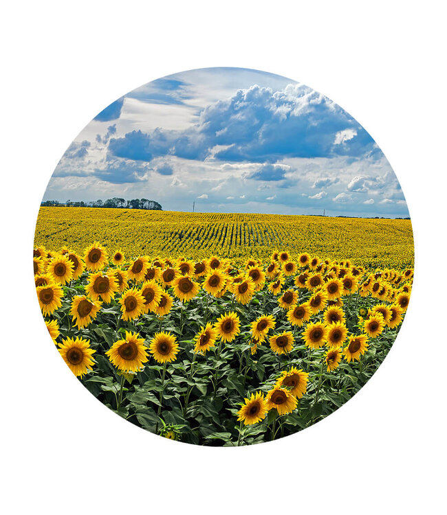 Rundt akustisk bild "Sunflowers" - i en elegant aluminiumsramme