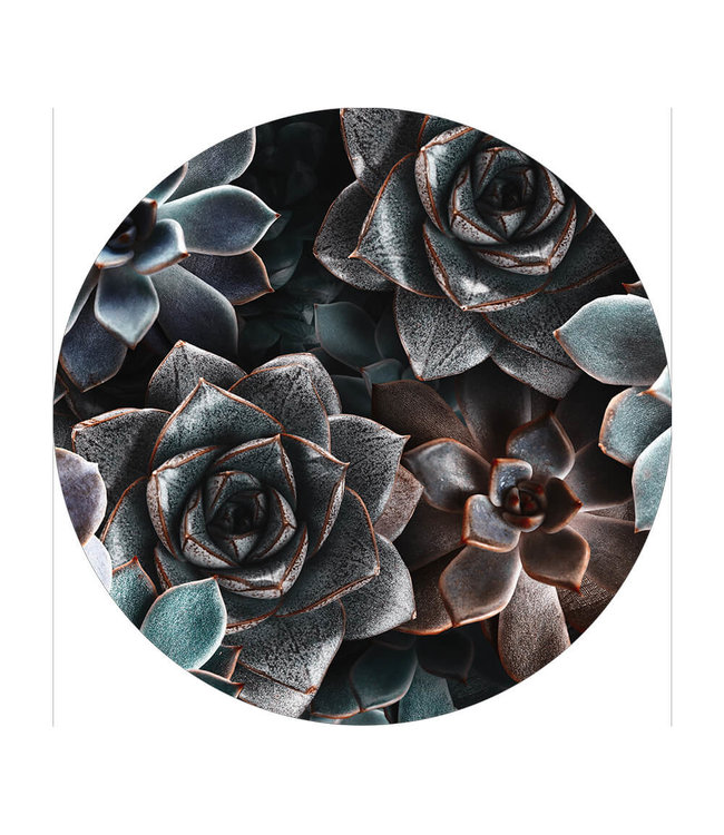 Rundes  Akustikbild "Succulent plants"-in einem eleganten Aluminiumrahmen