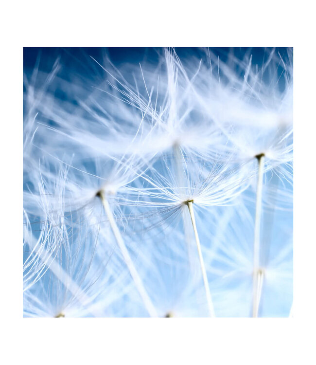 Akustikbild "Blue Dandelion" - in einem eleganten Aluminiumrahmen