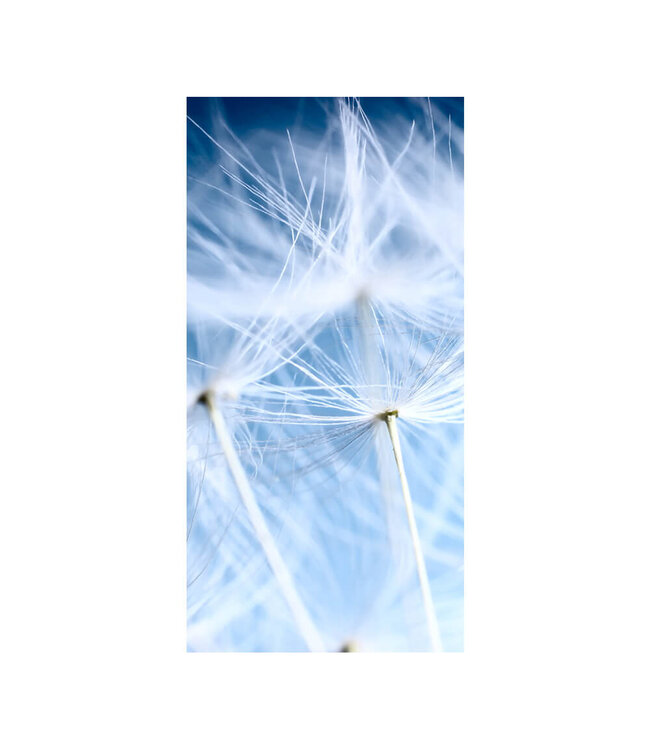 Akustikbild "Blue Dandelion" - in einem eleganten Aluminiumrahmen