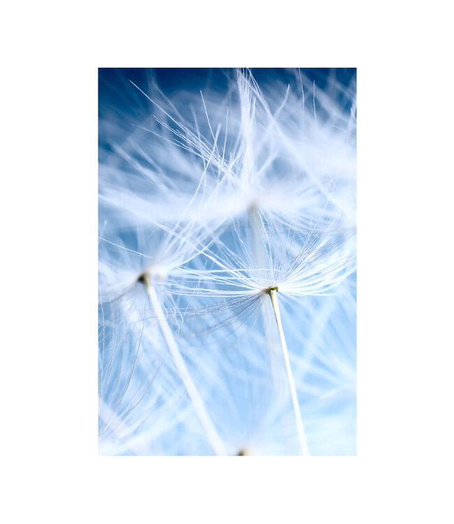 Acoustic picture "Blue Dandelion"- in an elegant aluminum frame