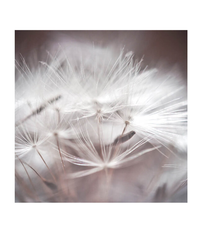 Akustisk bilde "Dandelion Macro i en elegant aluminiumsramme