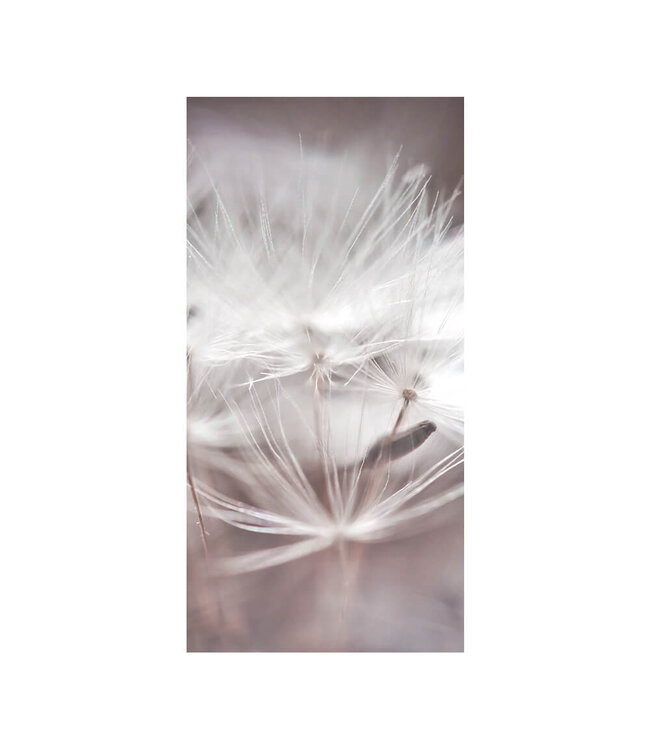 Acoustic picture "Dandelion Macro"- in an elegant aluminum frame