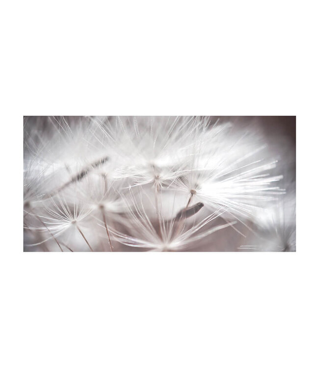 Akustikbild "Dandelion Macro" - in einem eleganten Aluminiumrahmen