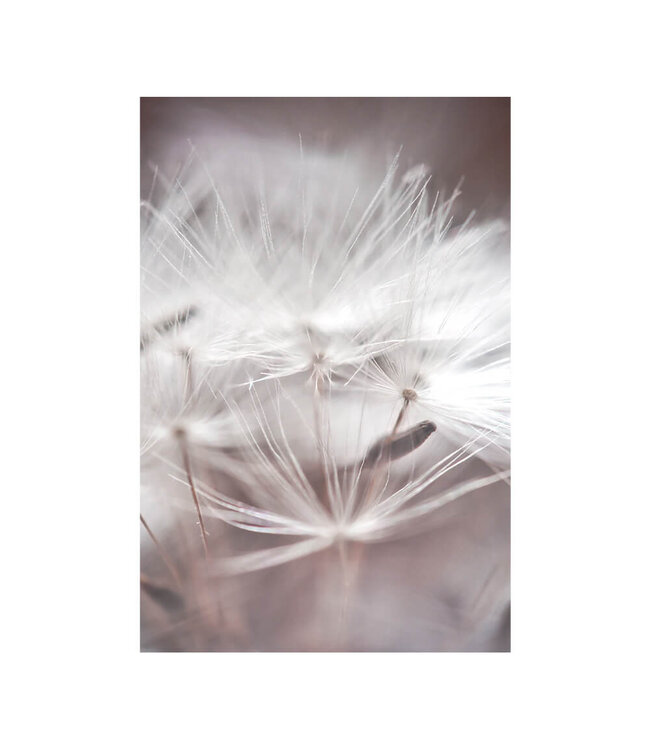 Akustisk bilde "Dandelion Macro i en elegant aluminiumsramme