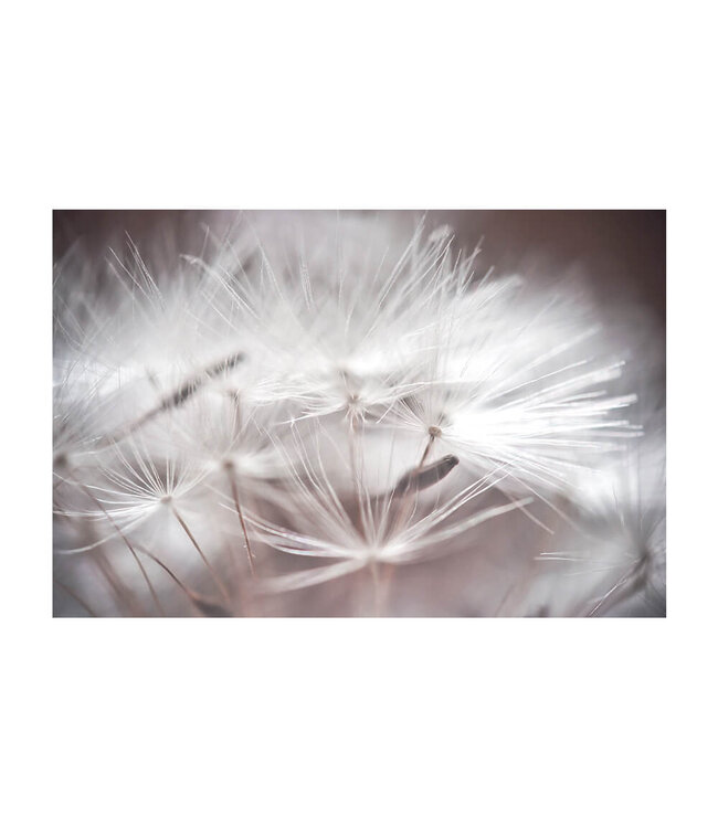 Akustisk bilde "Dandelion Macro i en elegant aluminiumsramme