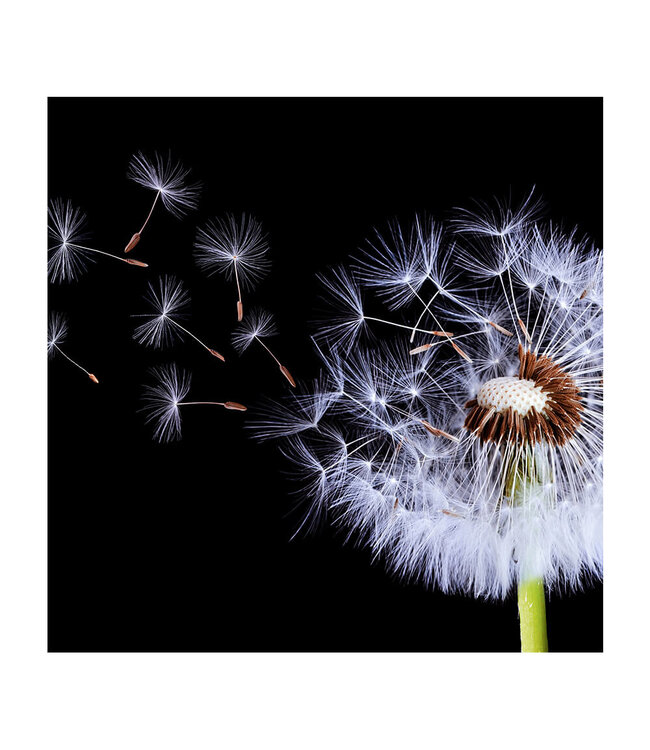Akustikbild "Pusteblumen Silhouette" - in einem eleganten Aluminiumrahmen