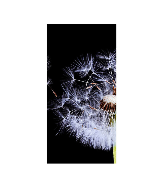 Acoustic picture "Pusteblumen Silhouette"- in an elegant aluminum frame
