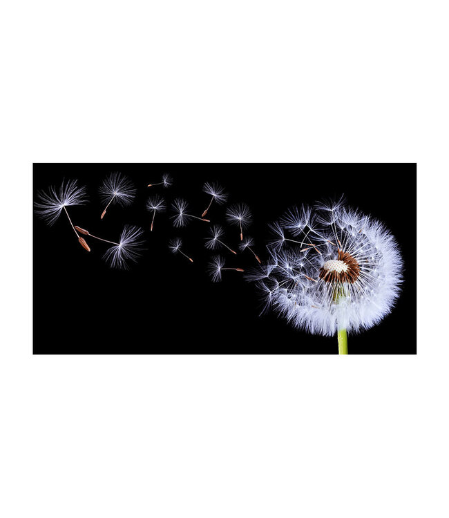 Akustisk bilde "Pusteblumen Silhouette" i en elegant aluminiumsramme