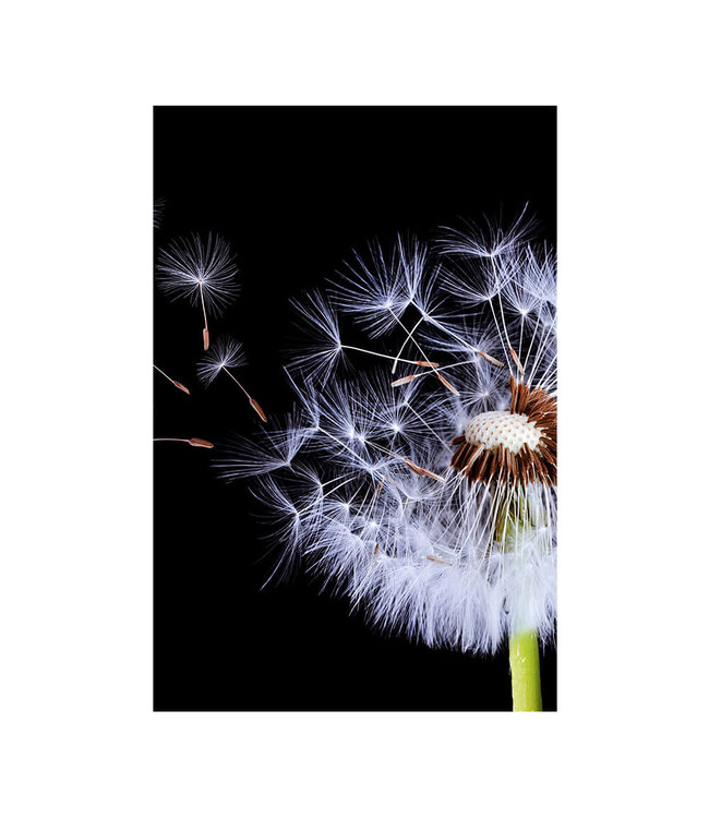 Akustikbild "Pusteblumen Silhouette" - in einem eleganten Aluminiumrahmen