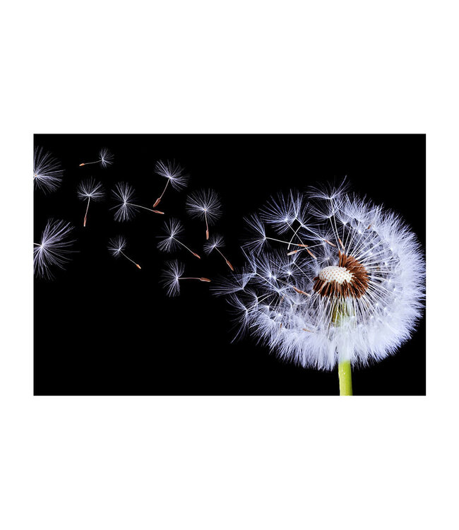 Akustisk bilde "Pusteblumen Silhouette" i en elegant aluminiumsramme