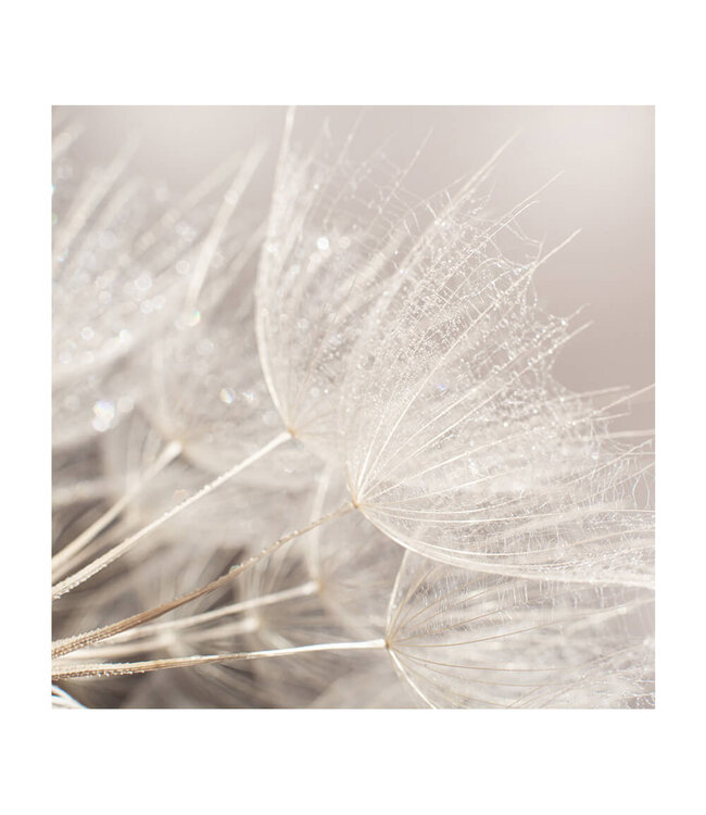 Acoustic picture "Macro Seed"- in an elegant aluminum frame