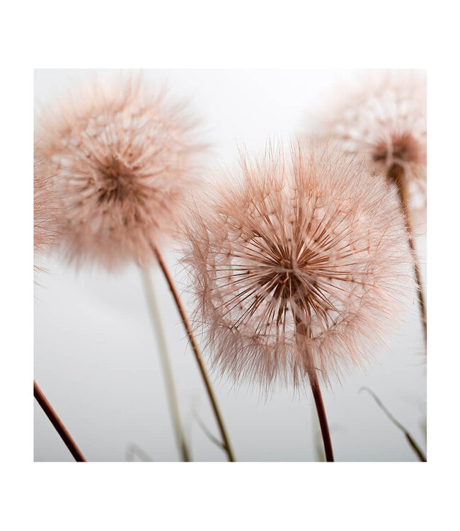 Acoustic picture "Summer plant"- in an elegant aluminum frame